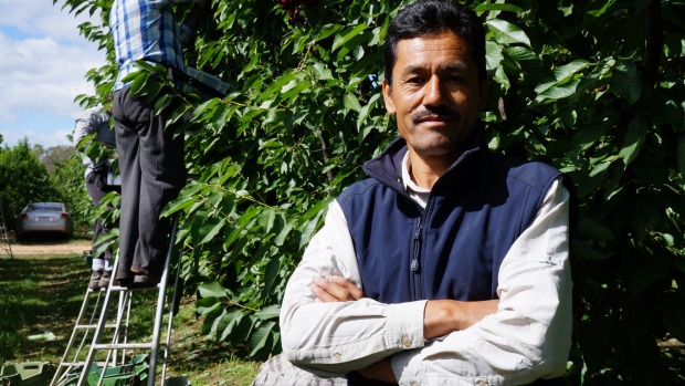 How refugee and Nauru detainee Nabi Baqiri became a fruit-picking millionaire 1456640334329