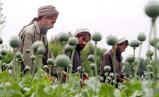 oppio-afghanistan