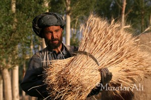 A Hazara farmer