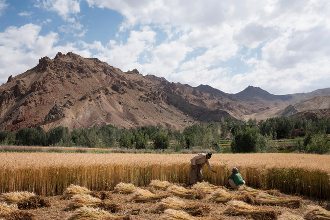 Farmers with their wheat crop last month in the Shibar Valley.